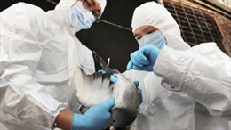 Điều chế thành công vắcxin ngừa cúm H7N9